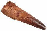 Real Spinosaurus Tooth - Beautiful Enamel Preservation #192024-1